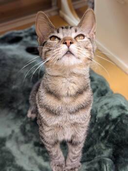 Titania -  Tabby and Domestic Short Hair Cat for Adoption in Pearland, Texas - Titania | PetCurious