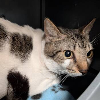 Domestic Short Hair Cats Available for Adoption in Titusville, Florida - Percy | PetCurious