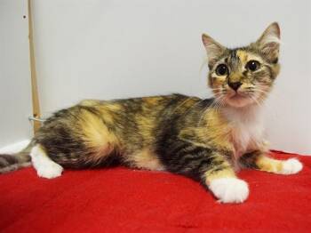 SERAPHINA -  Domestic Short Hair Cat for Adoption in Sacramento, California - SERAPHINA | PetCurious