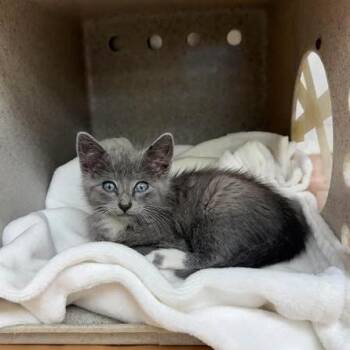 Chicken 26-06-170 -  Domestic Short Hair Cat for Adoption in Bastrop, Texas - Chicken 26-06-170 | PetCurious