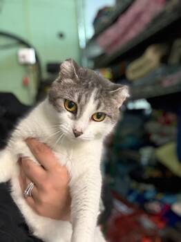 Domestic Short Hair Cats Available for Adoption in Webster City, Iowa - Buns | PetCurious