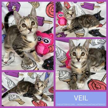 Domestic Short Hair Cats Available for Adoption - Veil | PetCurious