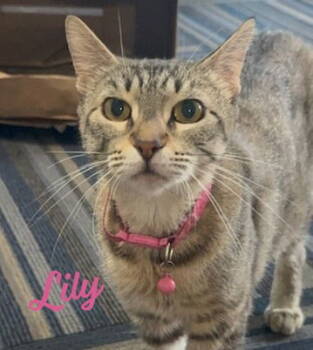 Rescue Tabby and Domestic Short Hair Cats for Adoption in Houston, Texas - Lily #seeks-out-affection | PetCurious