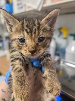Fry -  Domestic Short Hair Cat for Adoption in Fresno, California - Fry | PetCurious