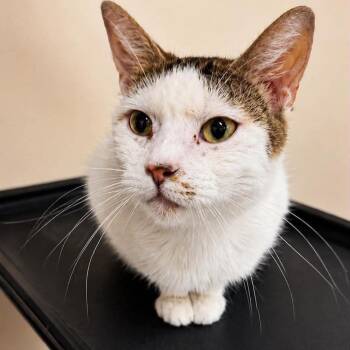 Tiddlewink -  Turkish Van Cat for Adoption in Wichita, Kansas - Tiddlewink | PetCurious