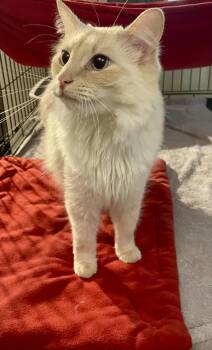Casper -  Siamese and Domestic Medium Hair Cat for Adoption in Lacon, Illinois - Casper | PetCurious