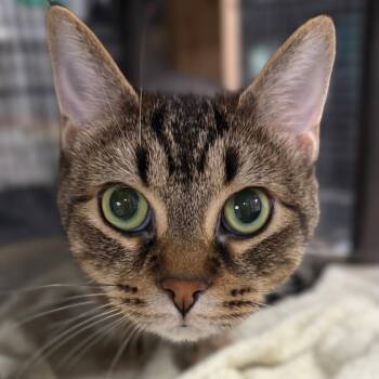 Allie -  Domestic Short Hair Cat for Adoption in Traverse City, Michigan - Allie | PetCurious