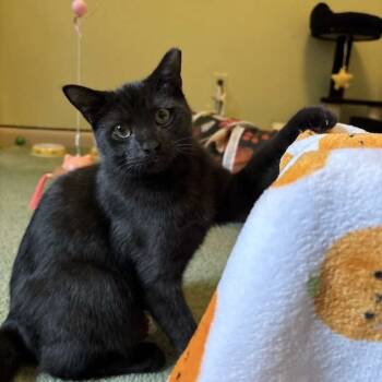 Rescue Domestic Short Hair Cats for Adoption in Gibsonia, Pennsylvania - Pluto | PetCurious