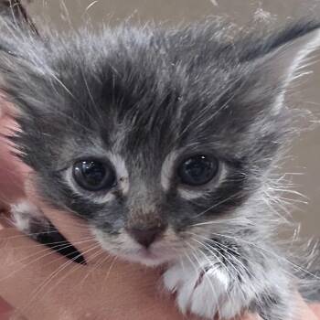 Chai -  Domestic Medium Hair Cat for Adoption in Klamath Falls, Oregon - Chai | PetCurious