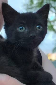 Hedy Lamarr -  Domestic Short Hair Cat for Adoption in Portland, Indiana - Hedy Lamarr | PetCurious