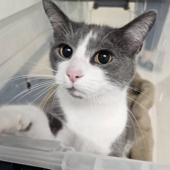 Dory -  Domestic Short Hair Cat for Adoption in Evansville, Indiana - Dory | PetCurious