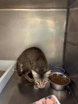 Sylvie -  Domestic Short Hair Cat for Adoption in Bossier City, Louisiana - Sylvie | PetCurious