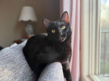 Beans -  Domestic Short Hair Cat for Adoption in Omaha, Nebraska - Beans | PetCurious