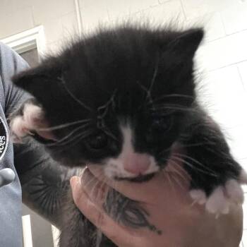 Haley -  Domestic Short Hair Cat for Adoption in Hinesville, Georgia - Haley | PetCurious