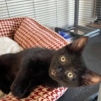 Saturday - Sweet & Affectionate -  Domestic Short Hair Cat for Adoption in Hamilton, Ontario - Saturday - Sweet & Affectionate | PetCurious