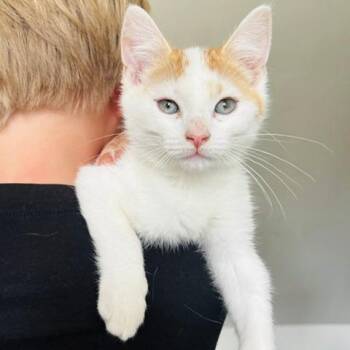 Domestic Short Hair Cats Available for Adoption in Evanston, Illinois - Wind | PetCurious