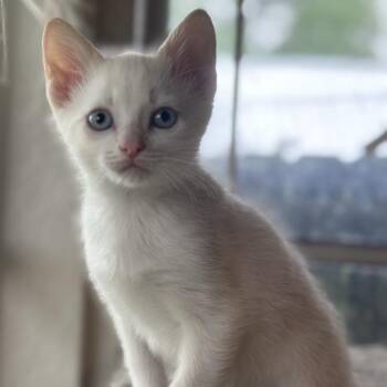 Domestic Short Hair and Siamese Cats Available for Adoption in Granville, Ohio - Stewie | PetCurious