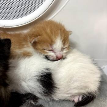 Domestic Medium Hair Cats Available for Adoption in Park Row, Texas - Mark Twain | PetCurious