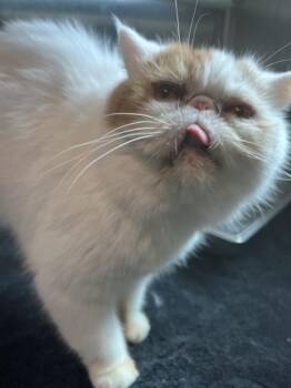 Persian Cats Available for Adoption in Barnstable, Massachusetts - SAFFRON | PetCurious