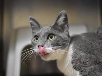 Lasagne -  Domestic Short Hair Cat for Adoption in Portland, Oregon - Lasagne | PetCurious