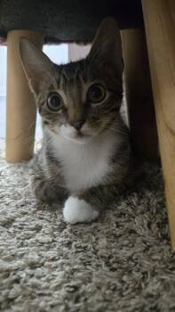 Rescue Domestic Short Hair Cats for Adoption in Santa Ana, California - MARTY | PetCurious