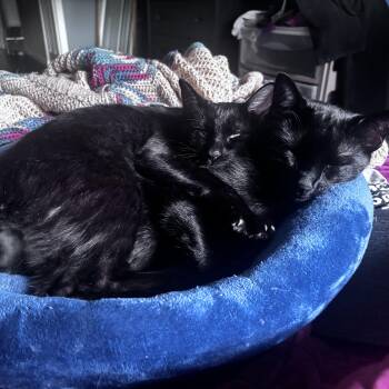 Helios -  Domestic Short Hair Cat for Adoption in Baytown, Texas - Helios | PetCurious