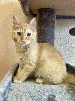 Lyra -  Domestic Medium Hair Cat for Adoption in Decatur, Illinois - Lyra | PetCurious