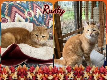 Rescue Domestic Short Hair Cats for Adoption in Corinth, New York - Rusty | PetCurious
