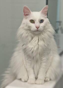 Zeus -  Turkish Angora Cat for Adoption in Ocean Springs, Mississippi - Zeus | PetCurious