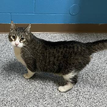 Poptart -  Domestic Short Hair Cat for Adoption in Cheyenne, Wyoming - Poptart | PetCurious
