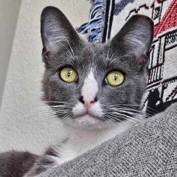 Candace -  Tuxedo and Domestic Short Hair Cat for Adoption in Sacramento, California - Candace | PetCurious