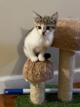 Domestic Short Hair Cats Available for Adoption in Newnan, Georgia - *Purrsnuckle | PetCurious