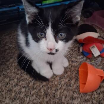 Domestic Short Hair Cats Available for Adoption in Blackfoot, Idaho - Tux | PetCurious