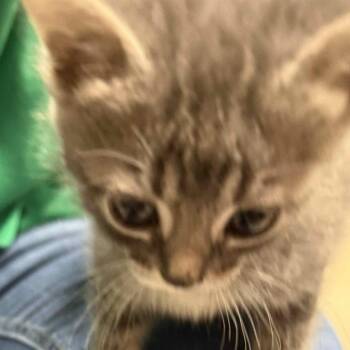 Pippin C11638 -  Domestic Medium Hair Cat for Adoption - Pippin C11638 | PetCurious