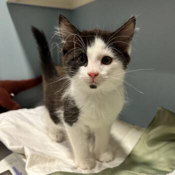 Petrie -  Domestic Long Hair Cat for Adoption in Chattanooga, Tennessee - Petrie | PetCurious