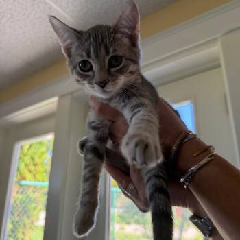 Willow -  Domestic Short Hair Cat for Adoption in Pittsford, Vermont - Willow | PetCurious