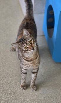 Domestic Short Hair Cats Available for Adoption in Honolulu, Hawaii - Twiggy | PetCurious