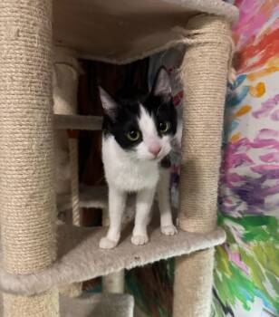 Marci -  Domestic Short Hair Cat for Adoption in Temecula, California - Marci | PetCurious