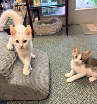 Buzzy -  Domestic Short Hair Cat for Adoption in Hartsville, South Carolina - Buzzy | PetCurious