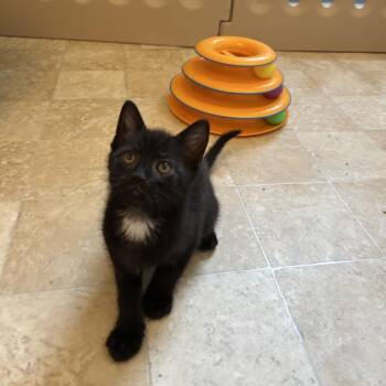 Domestic Short Hair Cats Available for Adoption in Bel Air, Maryland - Thistle | PetCurious