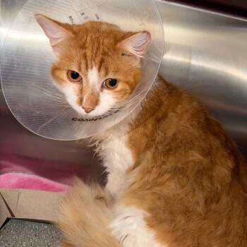 Domestic Medium Hair Cats Available for Adoption - Klavs | PetCurious