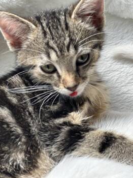 Cody -  Domestic Short Hair Cat for Adoption in Wheaton, Illinois - Cody | PetCurious