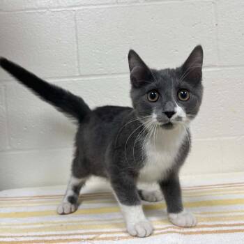 SVAS-Stray-38748 -  Domestic Short Hair Cat for Adoption in Lyndhurst, Virginia - SVAS-Stray-38748 | PetCurious