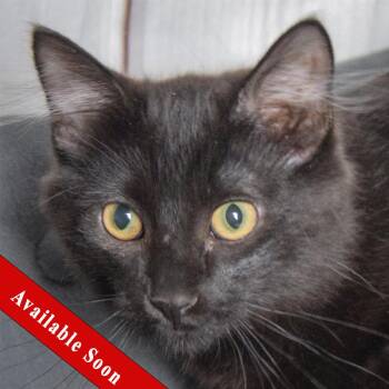 Rescue Bombay and Domestic Medium Hair Cats for Adoption in Huntley, Illinois - Salem | PetCurious