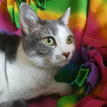 Domestic Short Hair Cats Available for Adoption - Lil Miss | PetCurious