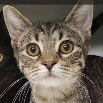 Dolce -  Domestic Short Hair Cat for Adoption in Grayslake, Illinois - Dolce | PetCurious
