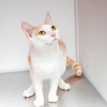 Mabel -  Domestic Short Hair Cat for Adoption in Hattiesburg, Mississippi - Mabel | PetCurious