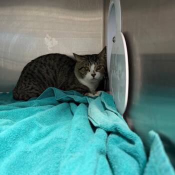 American Shorthair Cats Available for Adoption in Englewood, Florida - Smore | PetCurious