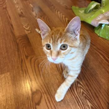 Zellie INDOOR ONLY -  Domestic Short Hair Cat for Adoption in Stockton, California - Zellie INDOOR ONLY | PetCurious