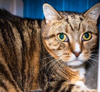 Rescue Domestic Short Hair Cats for Adoption in Boston, Massachusetts - VELICE | PetCurious